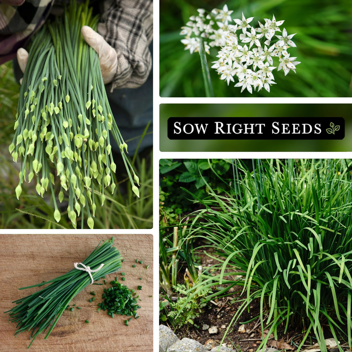 Sow Right Seeds garlic chives white flowers blooming in the garden.