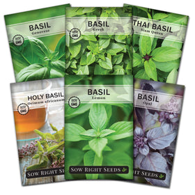 Sow Right Seeds Genovese basil packets with lush green leaves for indoor herb gardens.