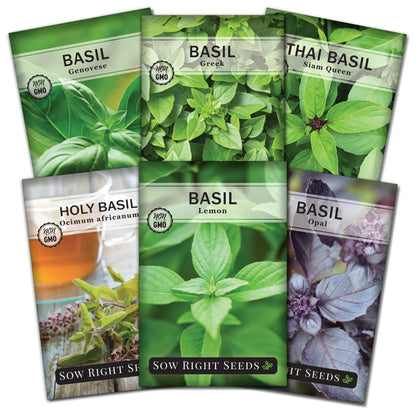 Sow Right Seeds Genovese basil packets with lush green leaves for indoor herb gardens.