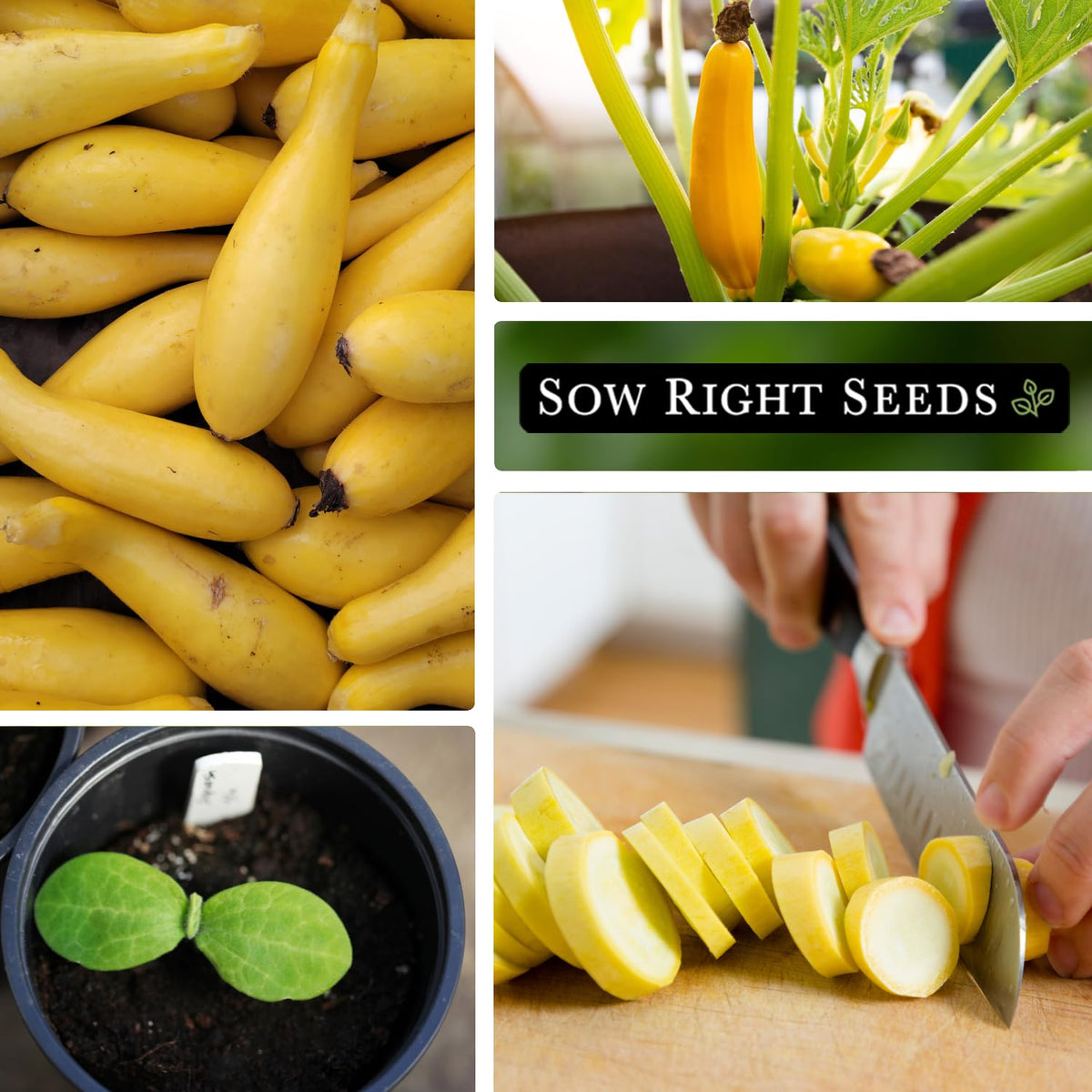 Germination in 10-14 days shown with warm soil and sprouting seeds.