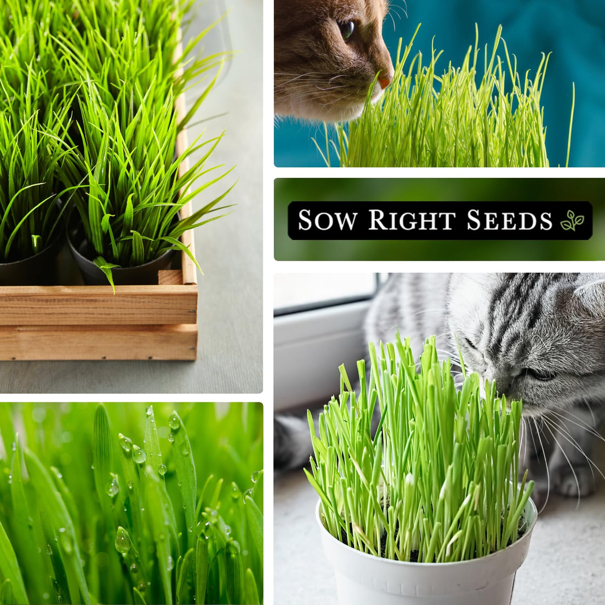 Sow Right Seeds germination 10-20 days photo indicates fast indoor greens.