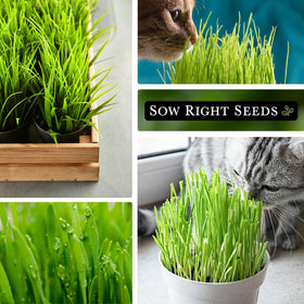 Sow Right Seeds germination 10-20 days photo indicates fast indoor greens.