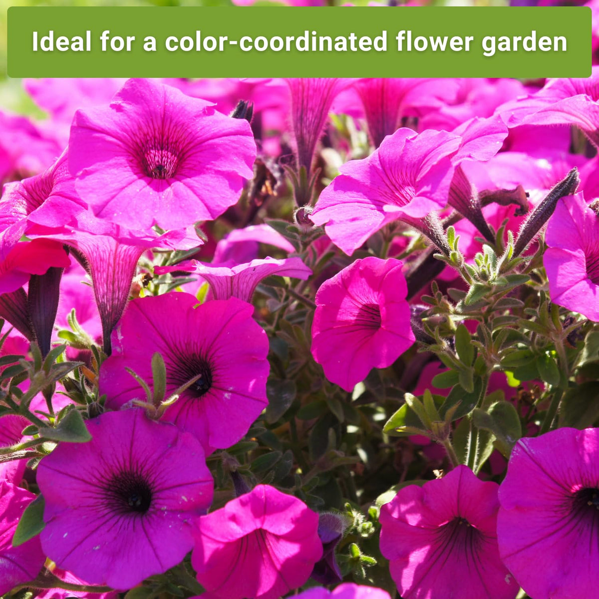 Sow Right Seeds Gloria Cosmos seeds—delicate pink flowers for cutting and pollinators.