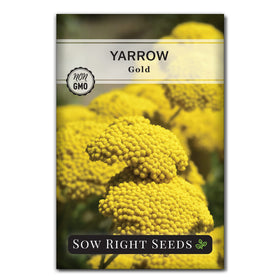 Sow Right Seeds Gold Yarrow bloom: vivid yellow clusters for sunny borders