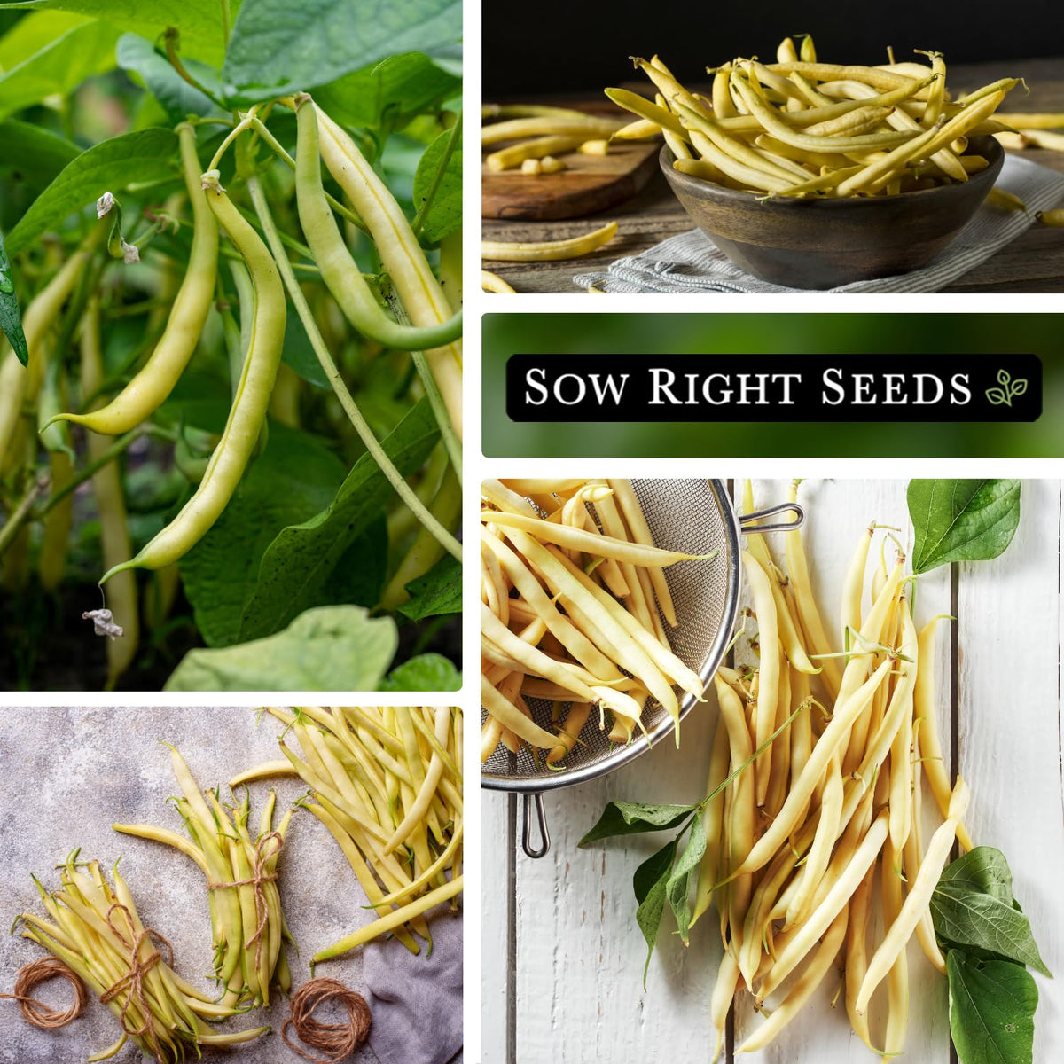 Sow Right Seeds Golden Wax Bean 4-6 inch pods on productive vines.