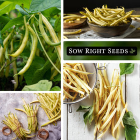 Sow Right Seeds Golden Wax Bean 4-6 inch pods on productive vines.