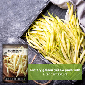 Sow Right Seeds Golden Wax Bean compact bush growing 16-18 inches tall.
