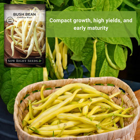Sow Right Seeds Golden Wax Bean harvest-ready pods in 50-60 days.