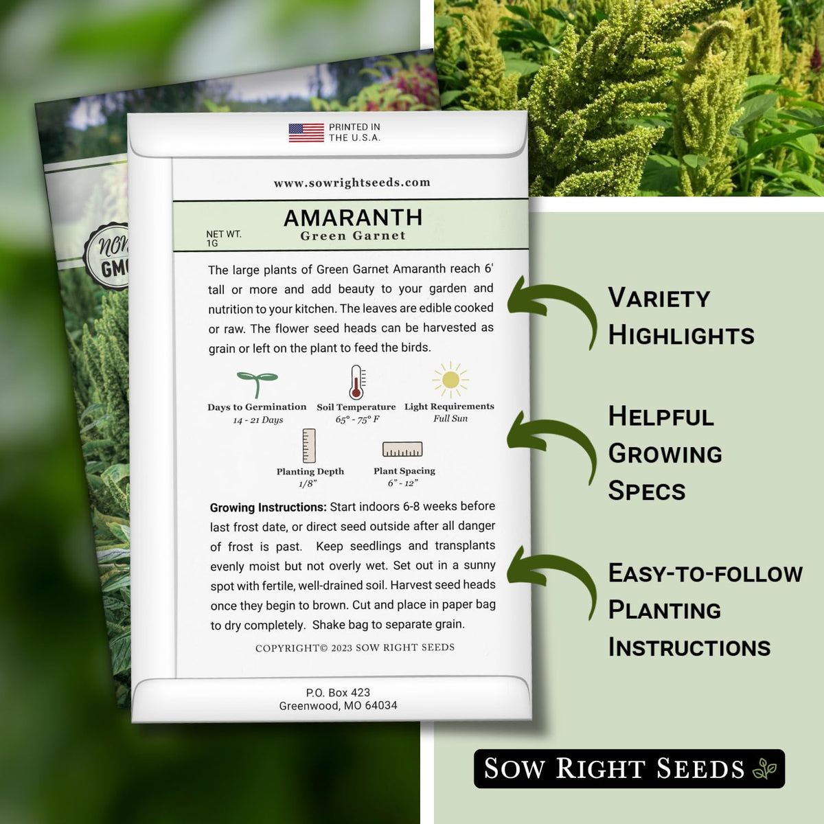 Sow Right Seeds Green Garnet Amaranth 6ft tall plant displayed in sunlit bed.