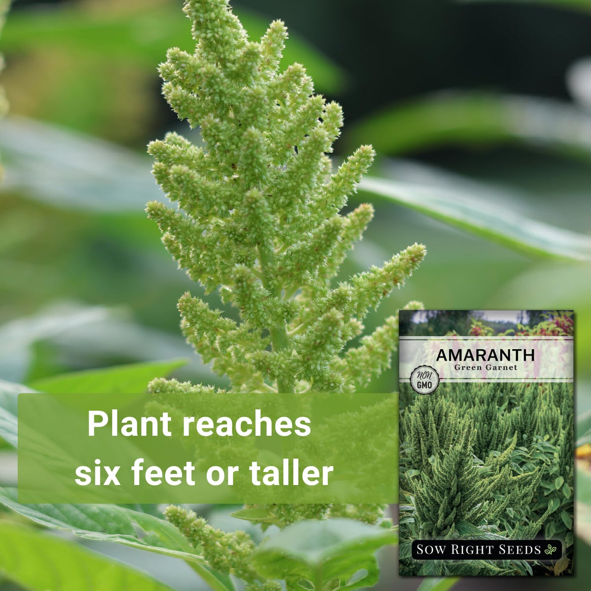 Sow Right Seeds Green Garnet Amaranth edible leaves ready for cooking.