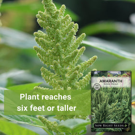Sow Right Seeds Green Garnet Amaranth edible leaves ready for cooking.