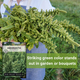 Sow Right Seeds Green Garnet Amaranth bouquet featuring ornamental foliage.