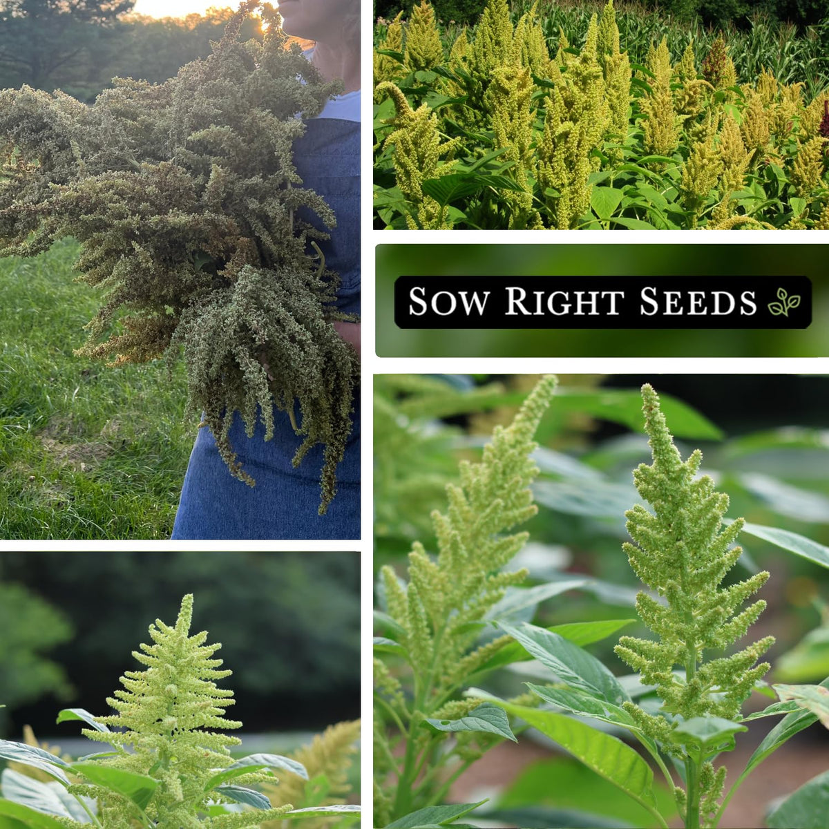 Sow Right Seeds Green Garnet Amaranth seed heads developing into grain.