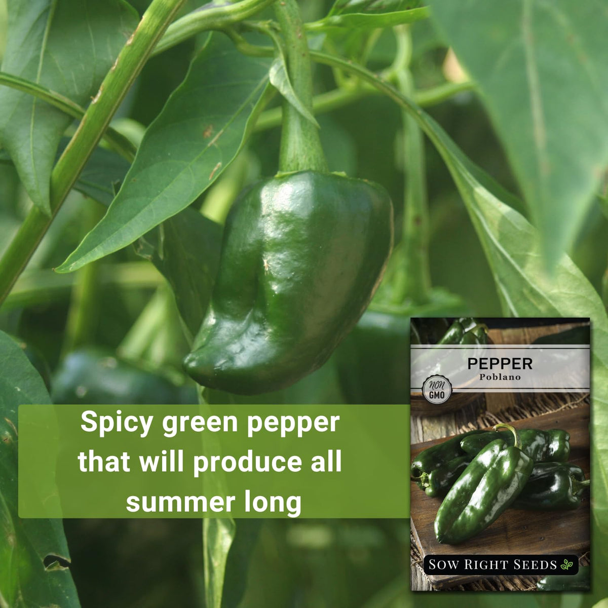 Sow Right Seeds green poblano peppers on the plant.