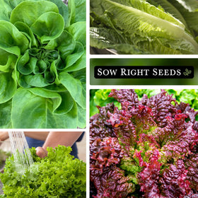 Sow Right Seeds Green Salad Bowl lettuce packet for easy harvest.