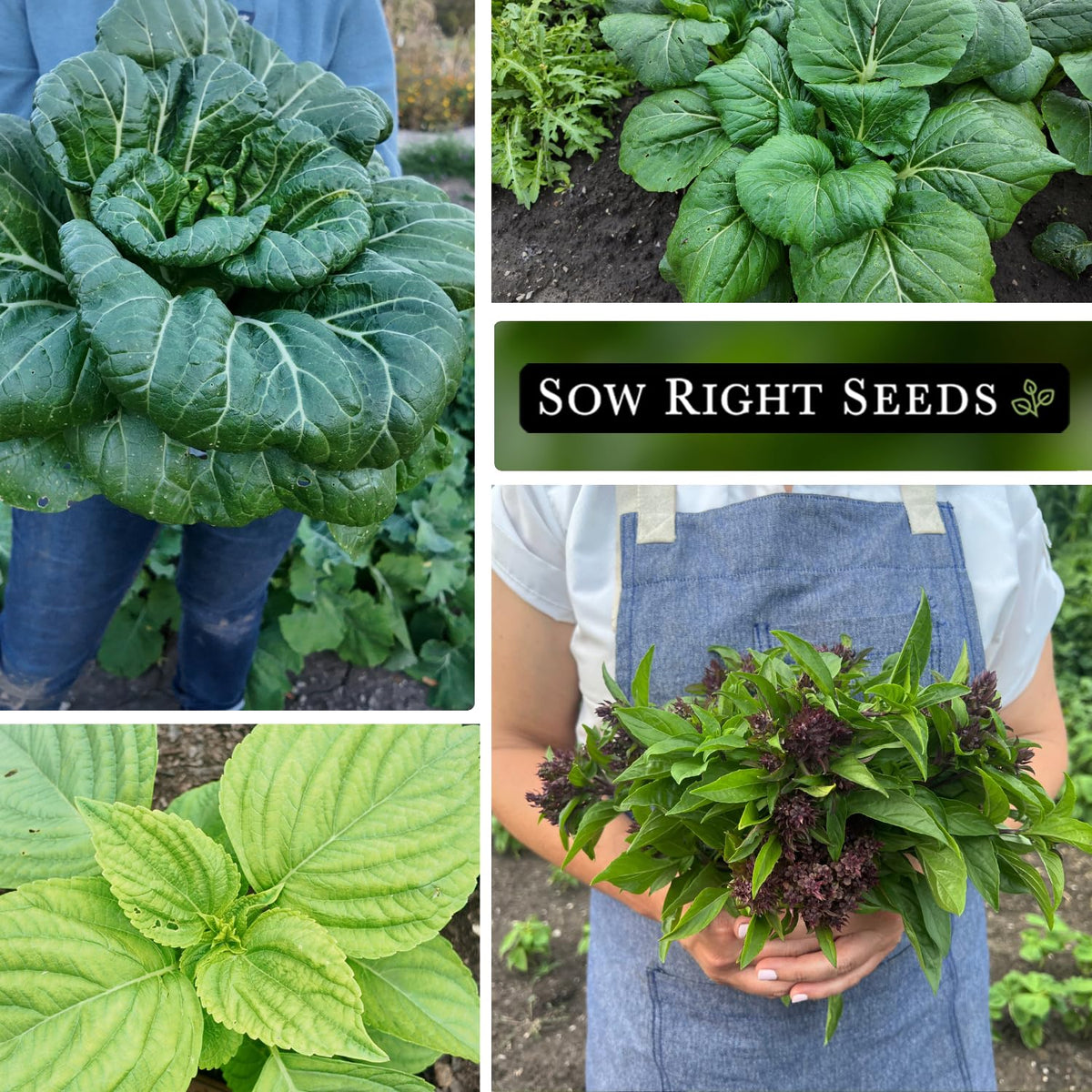Sow Right Seeds Green Shiso seeds for bright, herbal notes in dishes.