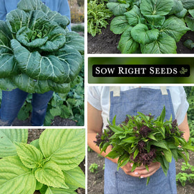 Sow Right Seeds Green Shiso seeds for bright, herbal notes in dishes.