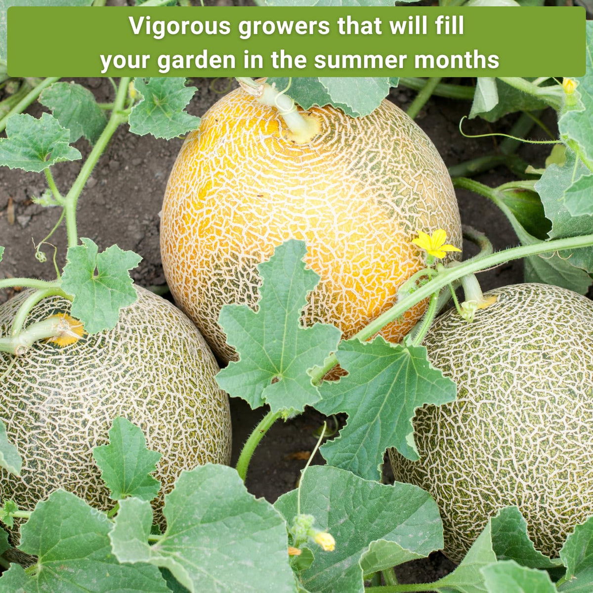 Sow Right Seeds Hale's Best garden-setup image highlighting multiple melons per vine.