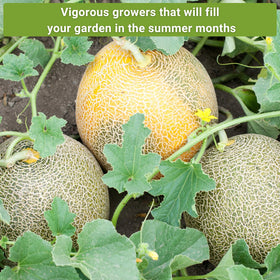 Sow Right Seeds Hale's Best garden-setup image highlighting multiple melons per vine.