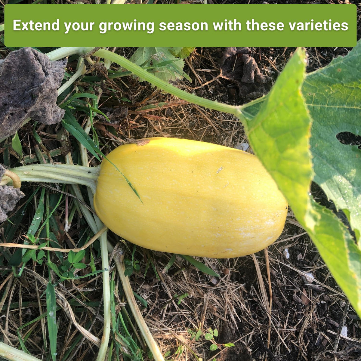 Sow Right Seeds harvest-ready squash in a basket ready for storage and meals