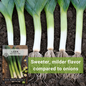 Sow Right Seeds harvested leeks ready for hearty soups and stews