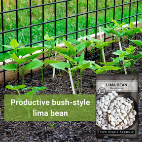 Closeup of Henderson Lima beans from Sow Right Seeds for meals