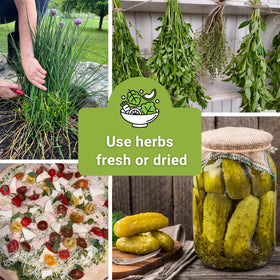 Sow Right Seeds herb collection gift pack with five popular culinary herbs