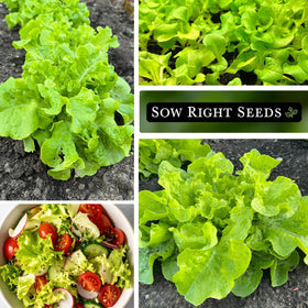 Sow Right Seeds heirloom, non-GMO lettuce seeds for flavorful leaves.