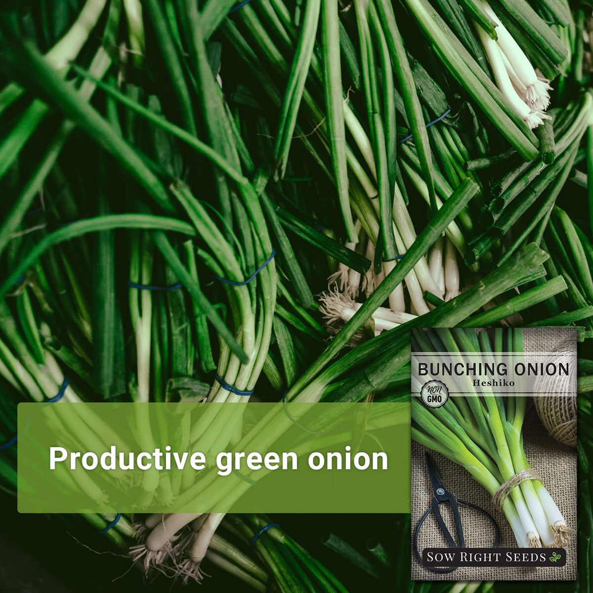 Sow Right Seeds Heshiko bunching onions in rows ready for fresh use.