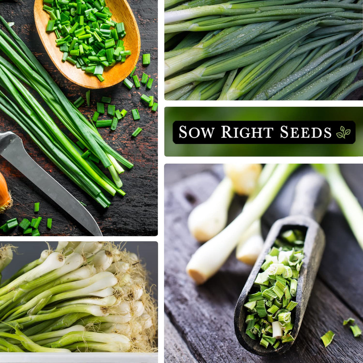 Sow Right Seeds Heshiko onion seeds for kitchen-stir-fry use.