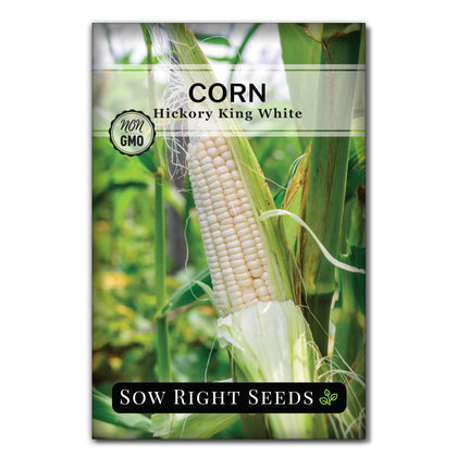 Sow Right Seeds Hickory King white corn ears with creamy kernels ideal for roasting