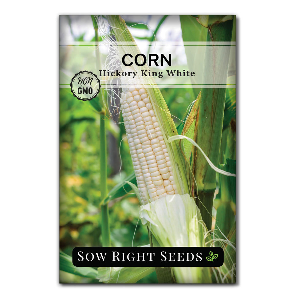 Sow Right Seeds Hickory King white corn ears with creamy kernels ideal for roasting