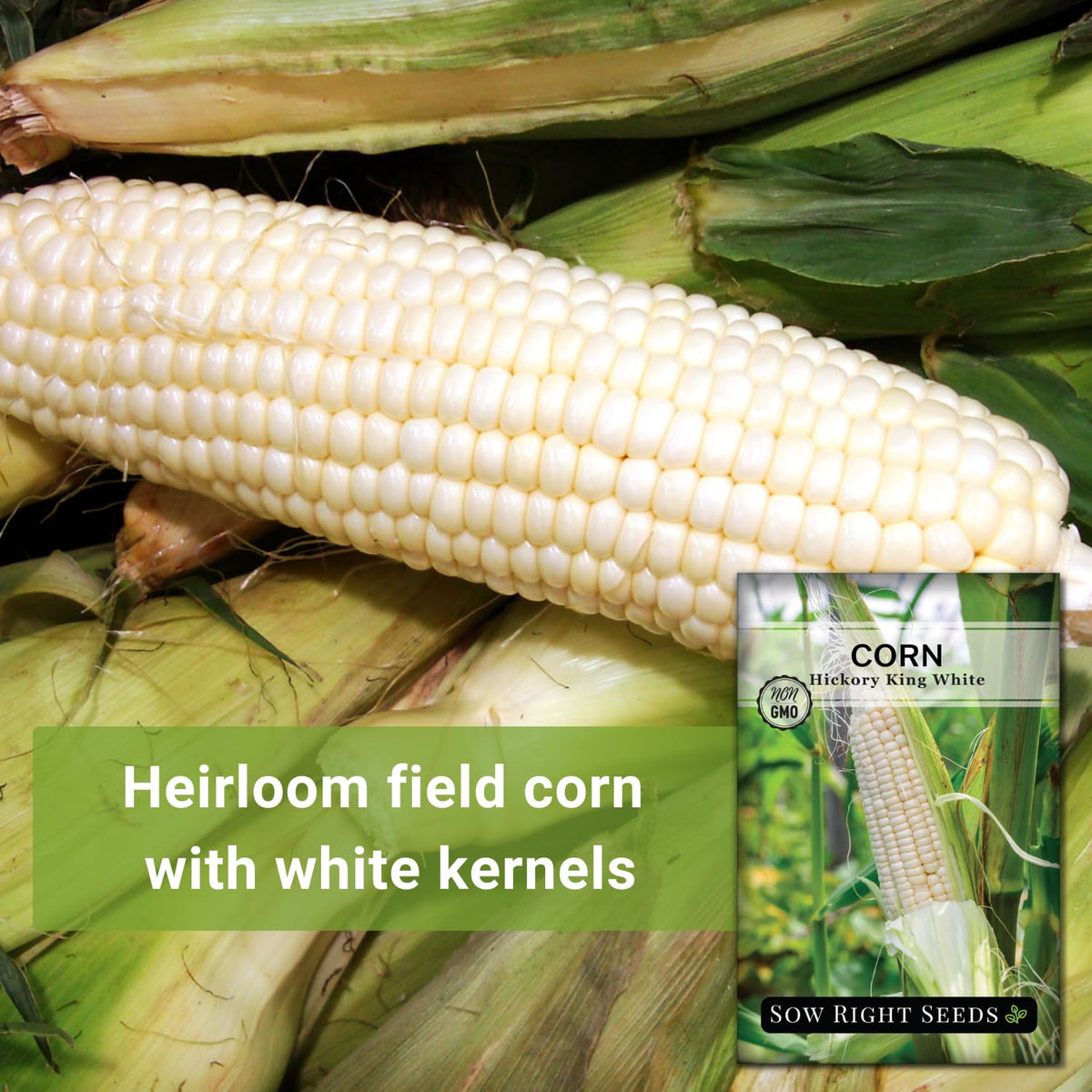 Sow Right Seeds Hickory King white corn kernels showing heritage variety for meals