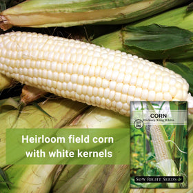 Sow Right Seeds Hickory King white corn kernels showing heritage variety for meals