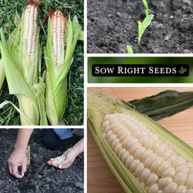 Sow Right Seeds Hickory King white corn seed packet highlighting non-GMO heritage