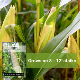 Sow Right Seeds Hickory King soil-depth guide image showing 1 inch depth