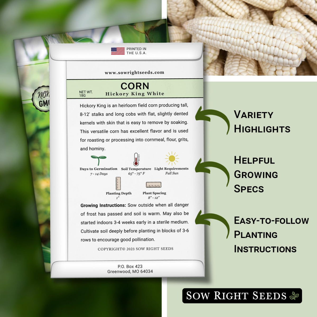 Sow Right Seeds Hickory King white corn stalks tall in a home garden