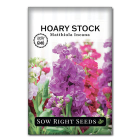 Sow Right Seeds Hoary Dwarf Mix bloom close-up showing fragrant double flowers.