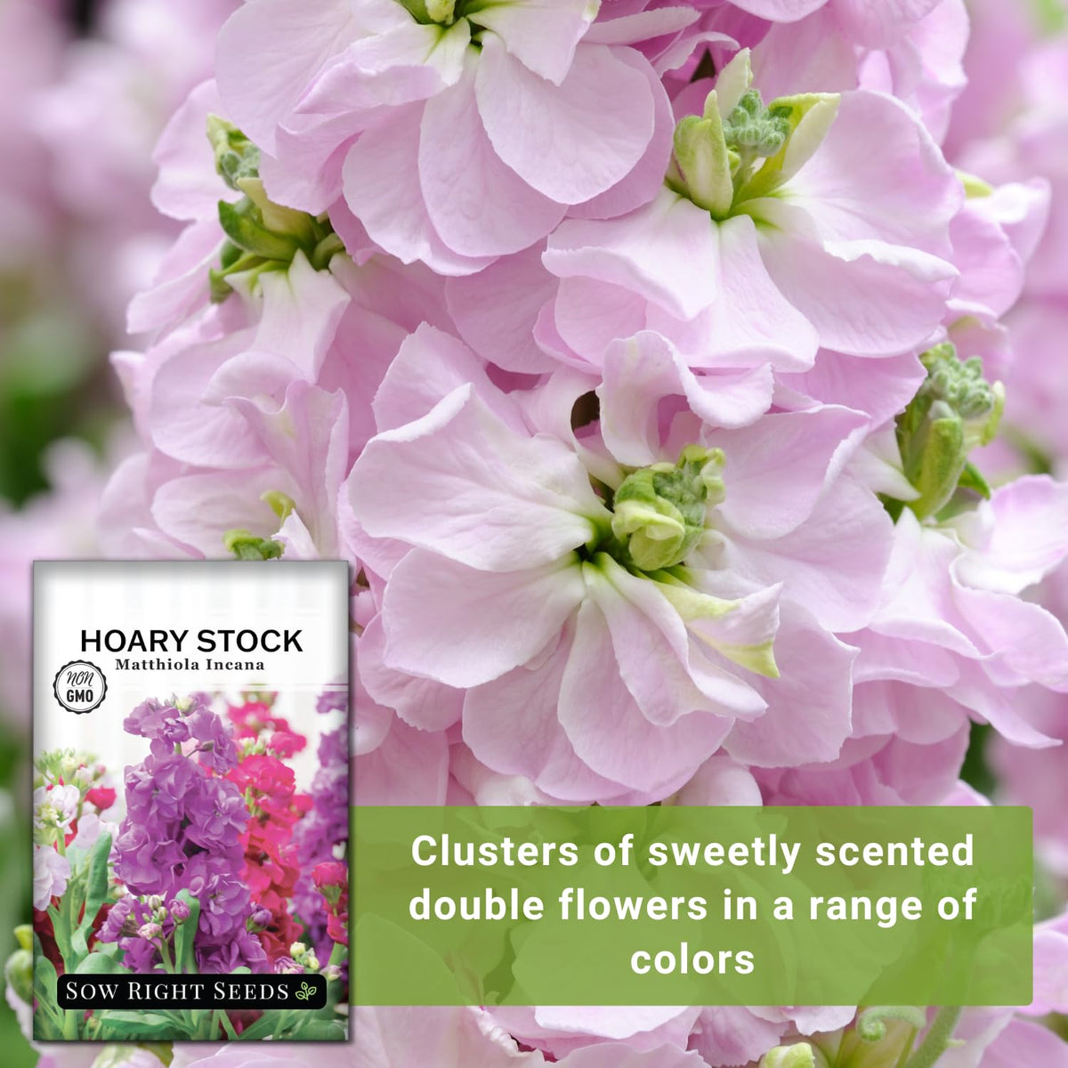 Sow Right Seeds Hoary Dwarf Mix color varieties pink white purple.