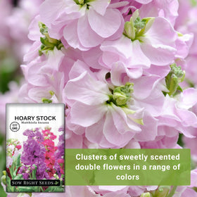Sow Right Seeds Hoary Dwarf Mix color varieties pink white purple.