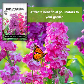 Sow Right Seeds Hoary Dwarf Mix cut flowers for small bouquets.