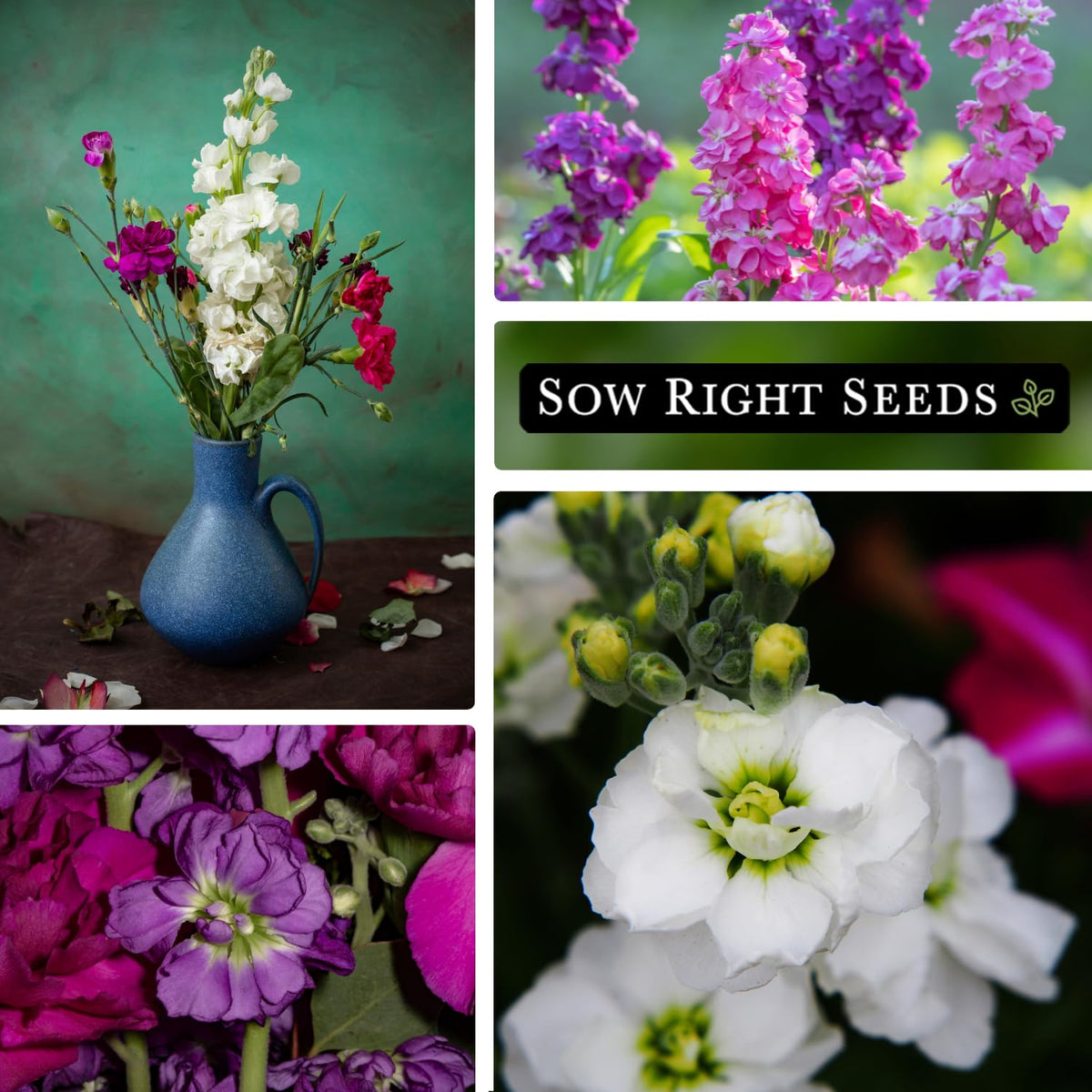 Sow Right Seeds Hoary Dwarf Mix germination timing 10–14 days.