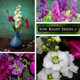 Sow Right Seeds Hoary Dwarf Mix germination timing 10–14 days.
