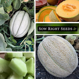 Sow Right Seeds Honey Rock harvest-scene showing vigorous vines in sunny garden.