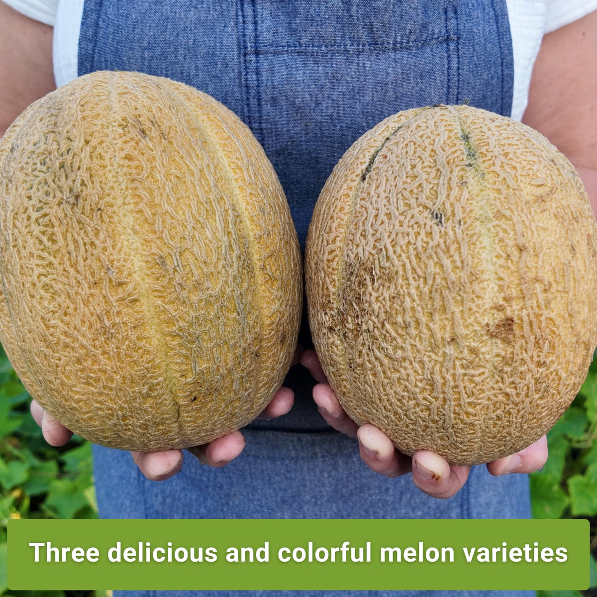 Sow Right Seeds Honeydew melon packet ready for planting and mild, refreshing fruit.