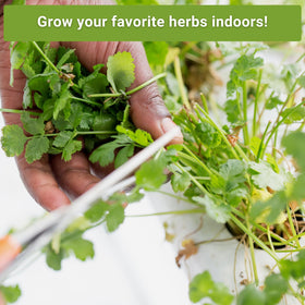 Sow Right Seeds cilantro hydroponic seed packet for easy indoor harvest