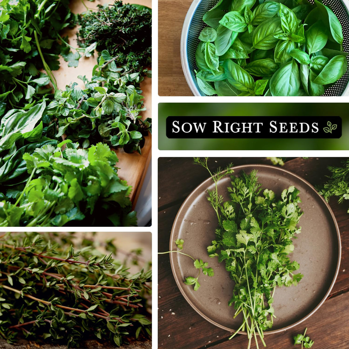 Sow Right Seeds parsley hydroponic seed packet for quick indoor greens