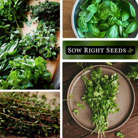 Sow Right Seeds parsley hydroponic seed packet for quick indoor greens