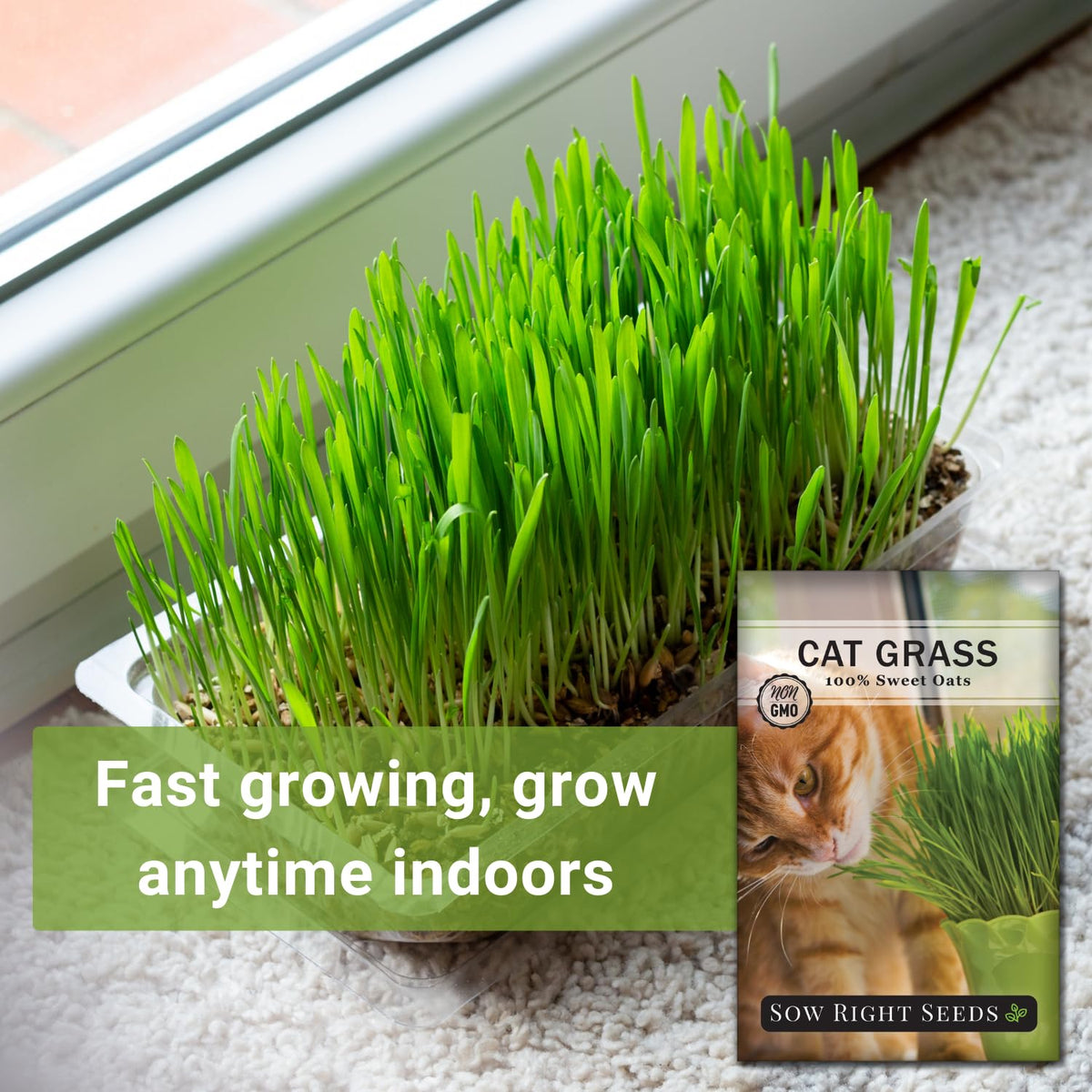 Indoor friendly cat grass setup shows easy growth with minimal space for pets.