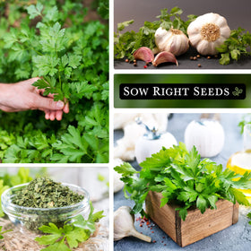 Sow Right Seeds indoor kitchen parsley growing setup, compact pots and herbs.